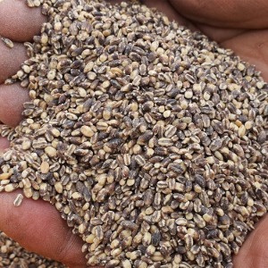 국내  지리산 하동 유기농 햇 검정보리쌀 찰 흑보리 1kg